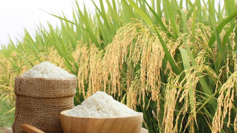 Giá lúa gạo hôm nay ngày 3/7/2026: Gạo xuất khẩu đồng loạt tăng