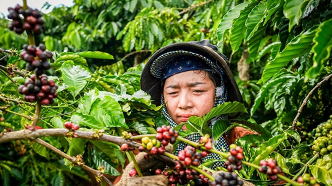 Bản tin nông sản hôm nay (8-7): Giá cà phê tăng kỷ lục, giá hồ tiêu ổn định