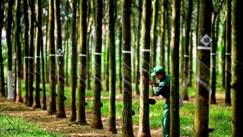 Cao su Tây Ninh (TRC) dự chi 90 tỷ đồng để chốt trả cổ tức 30%, GVR nhận về 54 tỷ đồng