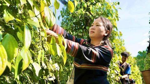 Giá tiêu hôm nay 13/7/2026: Dao động từ 138.000 - 141.000 đồng/kg