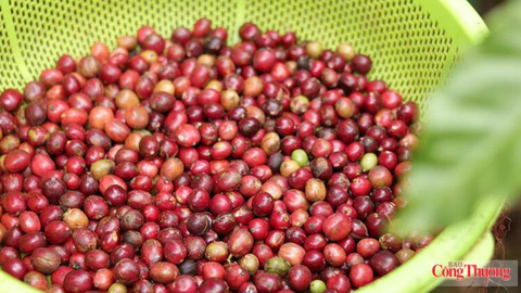 Giá cà phê hôm nay 14/7/2026: Giảm nhẹ 200 đồng/kg