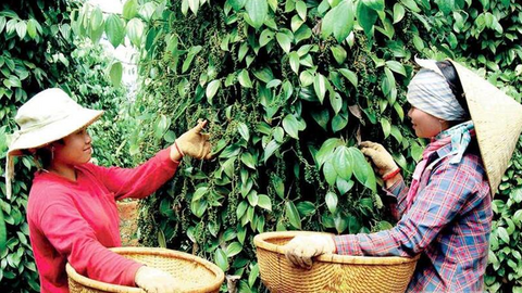 Giá tiêu hôm nay 14/7/2026: Đột ngột giảm sâu