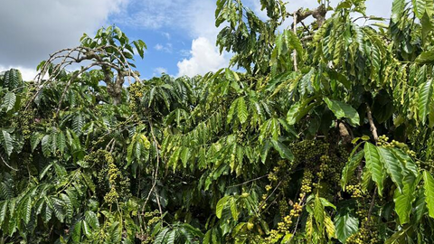 Giá cà phê hôm nay 16/7/2026: Tăng đồng loạt 1.200 đồng/kg