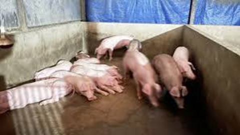 Giá heo hơi hôm nay 17/7/2026: Thị trường lặng sóng