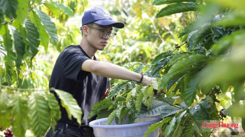 Giá cà phê hôm nay 17/7/2026: Quay đầu giảm mạnh hơn 2.000 đồng/kg