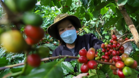 Bản tin nông sản hôm nay (25-7): Giá cà phê tiếp tục giảm
