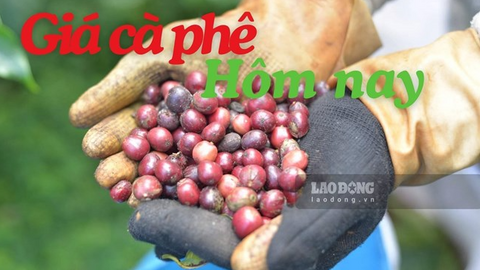 Giá cà phê hôm nay 29.7: Tăng mạnh thêm 1.900 đồng/kg