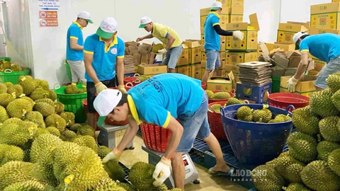 Doanh nghiệp, hợp tác xã Lâm Đồng khắc phục khó khăn, khôi phục xuất khẩu sầu riêng