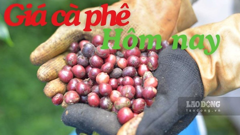Giá cà phê hôm nay 5.8 neo quanh 96.500 đồng/kg