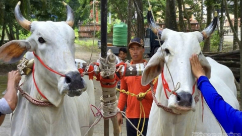 Sôi nổi không khí tập luyện mừng ngày Hội đua bò truyền thống An Giang