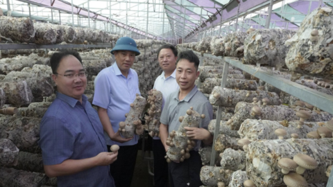 Lào Cai: Hơn 2.000 doanh nghiệp và đơn vị trực thuộc thành lập mới sau 8 tháng năm 2026