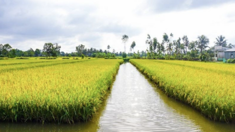 HoREA đề xuất 'nới lỏng' việc chuyển đất lúa sang cây trồng, nuôi thủy sản