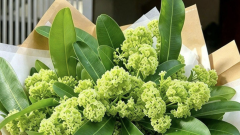 Thứ hoa thơm nức vỉa hè Hà Nội bất ngờ thành quà 20/10, bó nửa triệu đồng vẫn hút khách