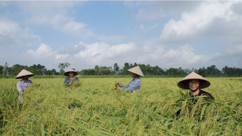 Nếp cái hoa vàng Thụy Lâm: Giữ hương vị truyền thống, nâng tầm nông sản OCOP