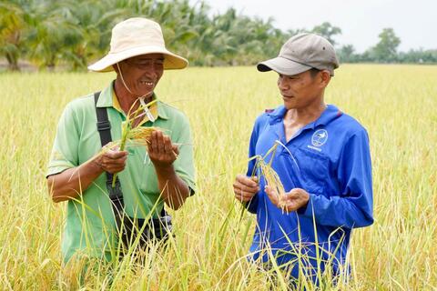 Liên kết doanh nghiệp, nông dân thắng lớn nhờ lúa chất lượng cao