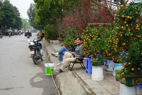 Đào bung nở sớm, tiểu thương vứt bỏ cành chỏng chơ hè phố