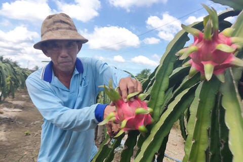 Thanh long Tây Ninh ngày Tết "ngọt" nhưng vẫn nặng nỗi lo