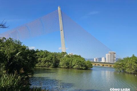 Đà Nẵng: Ngắm đàn cò hàng trăm con về đậu trắng bãi bồi ven sông Hàn