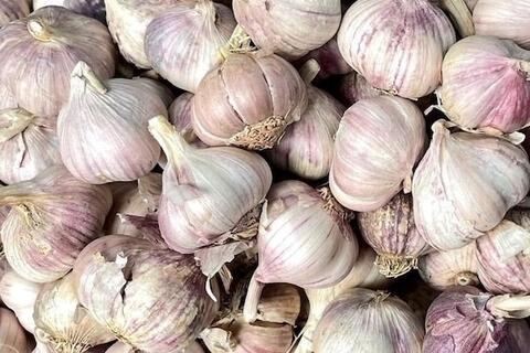 Một tép tỏi mỗi ngày có thể giúp bảo vệ trái tim ra sao