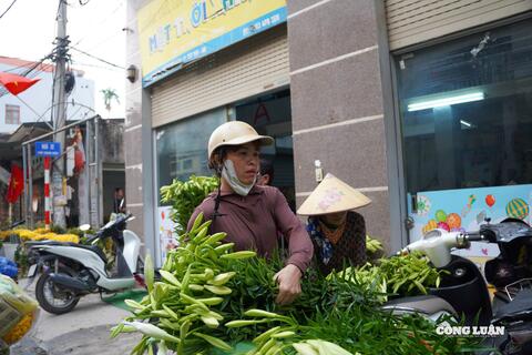 Hoa loa kèn đầu mùa được giá, người dân Tây Tựu phấn khởi thu hoạch