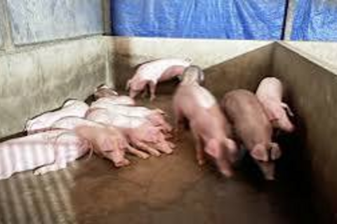Giá heo hơi hôm nay 17/7/2026: Thị trường lặng sóng
