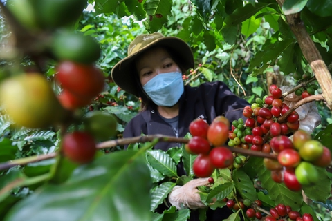 Bản tin nông sản hôm nay (25-7): Giá cà phê tiếp tục giảm