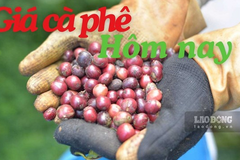 Giá cà phê hôm nay 31.7: Giữ quanh 96.000 đồng/kg
