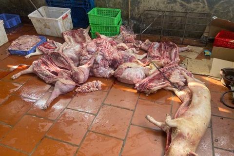 Phát hiện gần 1 tấn thịt lợn nghi nhiễm dịch tả lợn châu Phi ở Hưng Yên