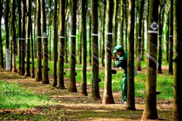 Cao su Tây Ninh (TRC) dự chi 90 tỷ đồng để chốt trả cổ tức 30%, GVR nhận về 54 tỷ đồng