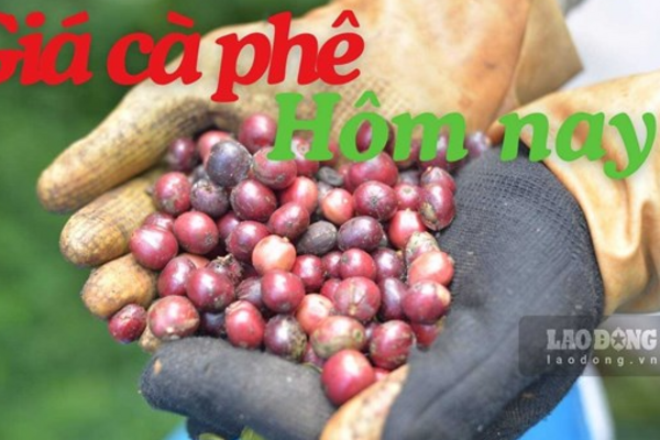 Giá cà phê hôm nay 5.8 neo quanh 96.500 đồng/kg