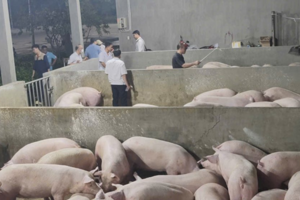 3 chủ trại ở Đồng Nai sử dụng chất cấm nuôi heo: Chuyển hồ sơ sang công an điều tra