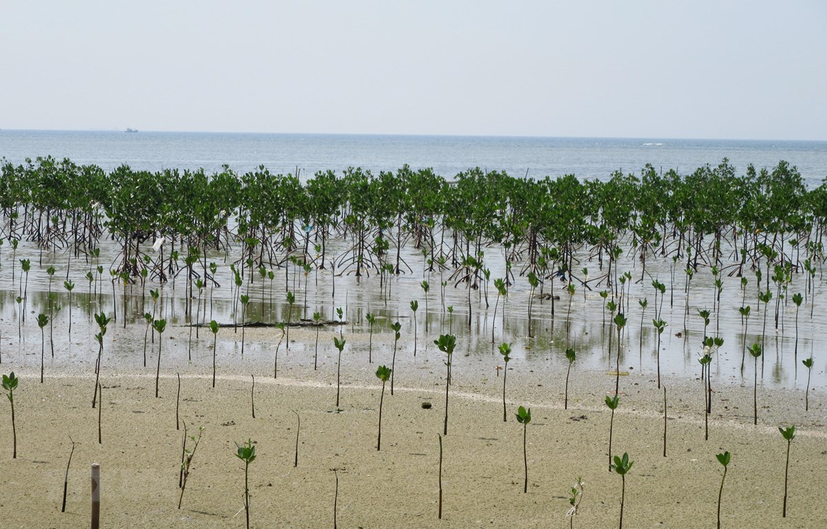 Sáng kiến Xanh ASEAN: Trồng 10 triệu cây bản địa trong 10 năm tới - Ảnh 1