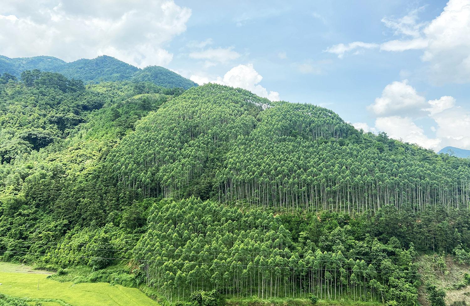 Bộ TN&MT: Dự thảo trình tự, thủ tục chuyển mục đích sử dụng rừng tại Nghệ An, Thanh Hóa - Ảnh 1