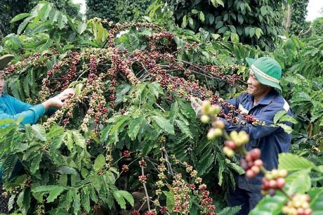 Nguồn cung cà phê, hạt điều và bơ có thể bị ảnh hưởng bởi biến đổi khí hậu - Ảnh 1