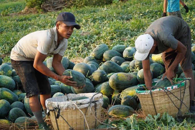 Lỗ nặng vì nông sản ế - Ảnh 2.