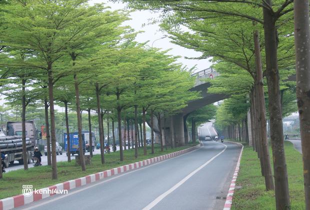 Hà Nội: Bất chấp nguy hiểm, nhiều người ra giữa đường chụp ảnh với hàng cây bàng lá nhỏ - Ảnh 15.