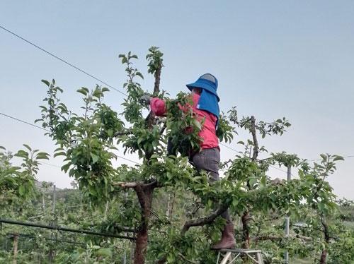 4 lao động thời vụ bỏ trốn tại Hàn Quốc: Để lại nhiều hệ lụy - Ảnh 1.