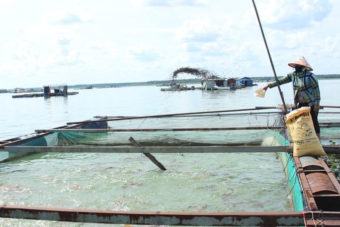 Cuộc sống lênh đênh sông nước của những rái cá giữa làng Bè Dầu Tiếng - Ảnh 5.