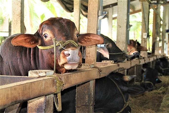 Thoát nghèo nhờ nuôi vỗ béo bò lai - Ảnh 1. Thoát nghèo nhờ nuôi vỗ béo bò lai - Ảnh 1.