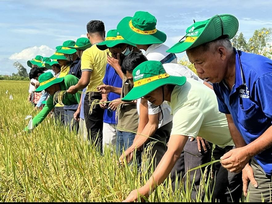 Nhà nông phấn khởi thu lợi hơn 10 triệu đồng/ha nhờ mô hình liên kết sản xuất lúa chất lượng cao của PVCFC