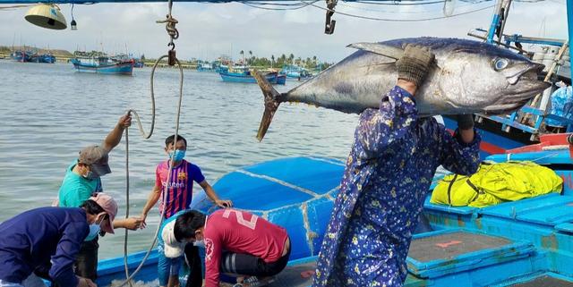 Giá dầu giảm, ngư dân miền Trung tích cực vươn khơi sản xuất - Ảnh 1.