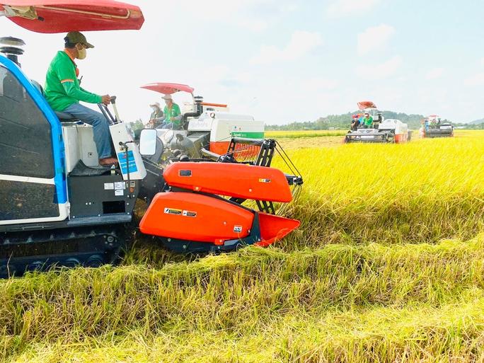 Chủ động sản xuất vụ đông xuân - Ảnh 1.