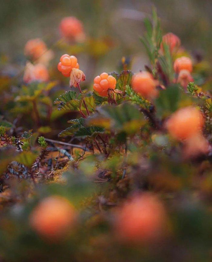 Người Thụy Điển được khuyến khích tận hưởng cuộc sống, vào rừng chơi được tặng tiền - Ảnh 3. Người Thụy Điển được khuyến khích tận hưởng cuộc sống, vào rừng chơi được tặng tiền - Ảnh 3.