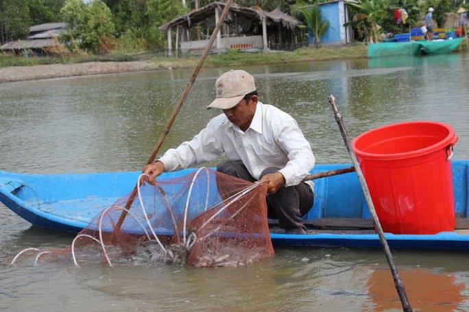 Trúng mùa được giá, nông dân phấn khởi - Ảnh 2. Trúng mùa được giá, nông dân phấn khởi - Ảnh 2.