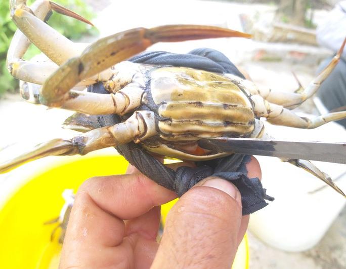 Lý do giá cua biển Cà Mau liên tục tăng mạnh - Ảnh 5.