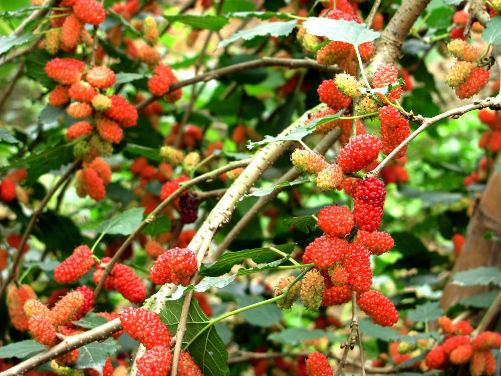 cây cảnh xua đuổi cahwnj đứng tài lộc, hút cạn tiền tài  - Ảnh 2. cây cảnh xua đuổi cahwnj đứng tài lộc, hút cạn tiền tài  - Ảnh 2.