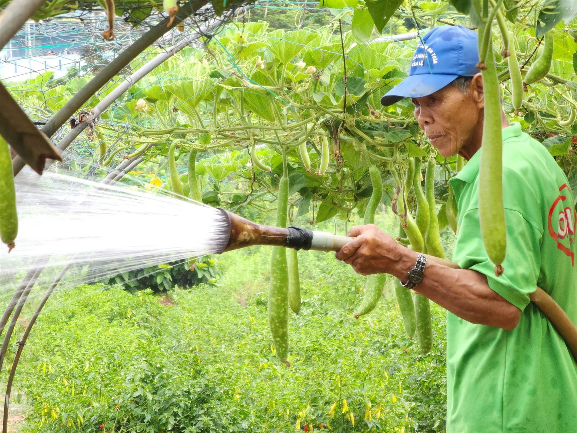 Nước nhiễm mặn, nông dân Đà Nẵng chỉ biết trông đợi trời mưa