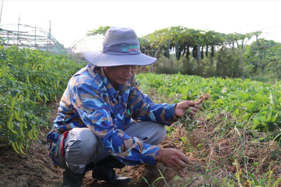 Ông Phan Ngọc Phu (trú phường Hòa Thọ Đông, quận Cẩm Lệ), hộ dân trồng rau tại La Hường cho biết: “Chưa năm nào nước sông mặn sớm như năm nay, không biết phải làm thế nào. Từ tháng 2 dương lịch đến nay nước sông Cẩm Lệ nhiễm mặn, nước giếng khoa cũng không tưới được. Mỗi lần ra vườn rau là lại buồn.”