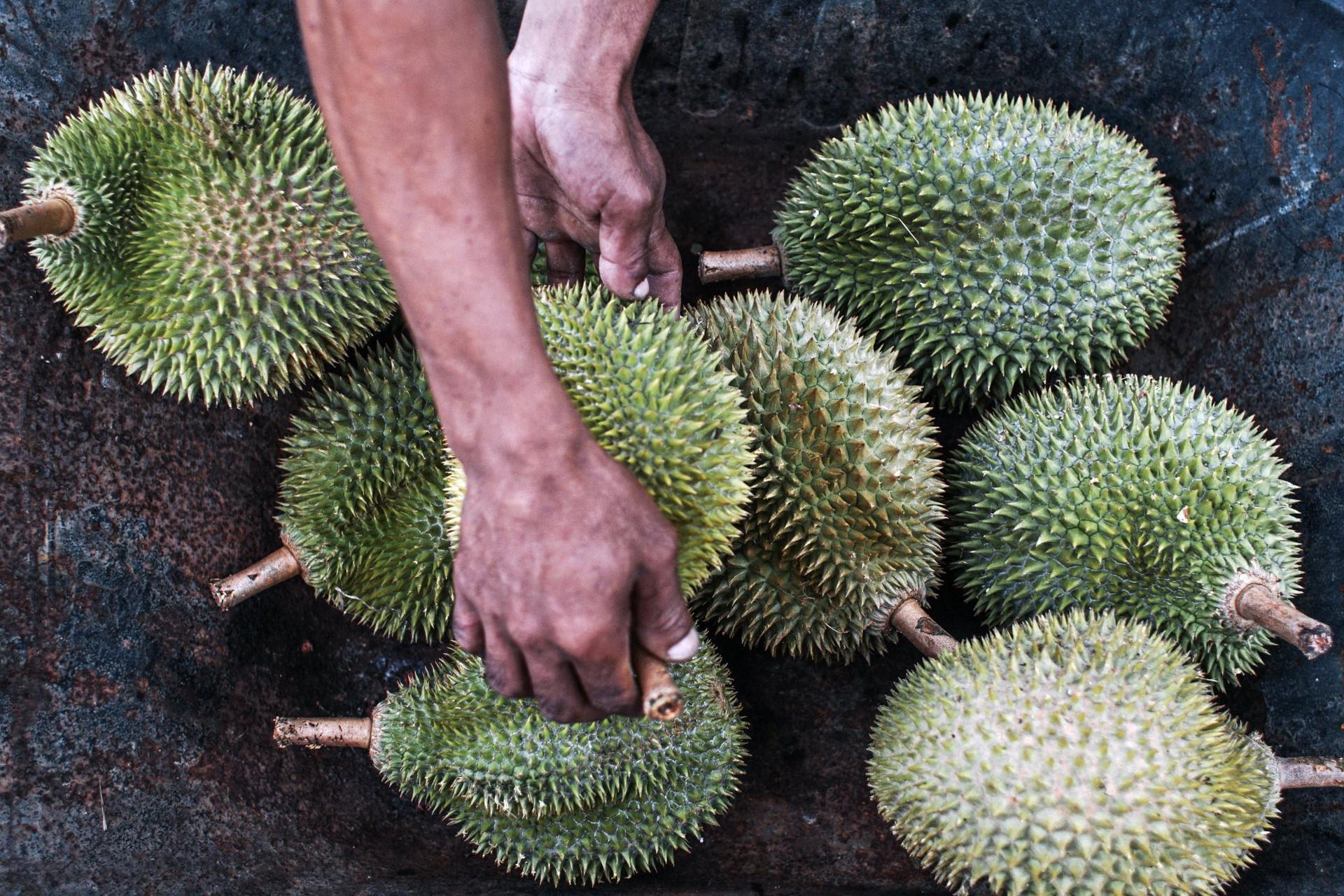 Trung Quốc ôm mộng xuất khẩu sầu riêng sang ĐNÁ, giá rẻ, để được lâu khiến Thái Lan, Malaysia run sợ - Ảnh 2.