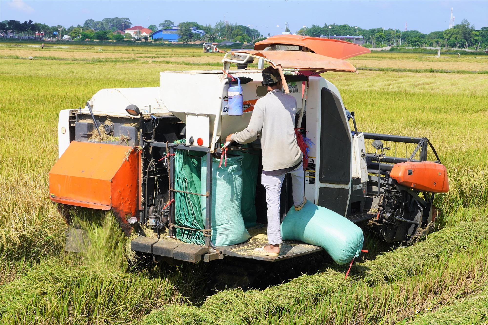 Vận hành máy gặt gồm 2 người, trong đó một người điều khiển hướng di chuyển và tời gặt, một người hứng lúa vào trong bao, cột lại và đẩy xuống dọc đường gặt. Còn rạ được xả tự động trên ruộng theo đường di chuyển. Ảnh: Thành An